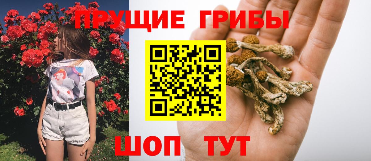 Галлюциногенные грибы ЛСД  Галлюциногенные грибы Psilocybine cubensis  где купить наркотик  Вход с VPN  Тутаев 